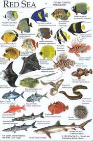 Fish Identification Chart Egypt Fish Chart Marine Fish