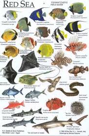 fish identification chart egypt sea fish fish chart