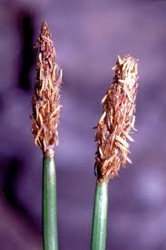 Image result for Eleocharis naumanniana