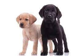 Labrador Retriever Cost A Complete Guide With Calculator Petbudget