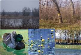 Parcul natural balta mică a brăilei) is a protected area (natural park category v iucn) which is situated in romania, in brăila county, on the administrative territory of communes berteștii de jos, chiscani, gropeni, mărașu and stăncuța. Balta MicÄƒ A BrÄƒilei Natural Park Alchetron The Free Social Encyclopedia