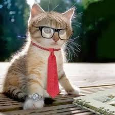 Mencegah sakit perut pada kucing. Info Kucing 5 Sebab Perut Kucing Anda Membengkak Facebook