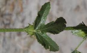 Image result for Hibiscus nigricaulis