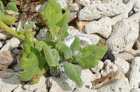 Image result for Tetragonia spicata