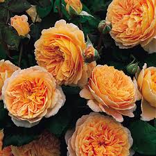 Plant database entry for rose (rosa 'crown princess margareta') with 49 images, one comment, and 38 data details. Crown Princess Margareta Baumschule Eberhardt In Mottingen