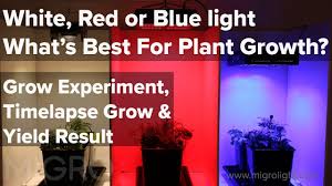 With this, here are other important things that you should do to increase the likelihood of having healthy flowers White Red Or Blue Light For Growing The Best Colour For Plant Growth Time Lapse Grow Yield Youtube
