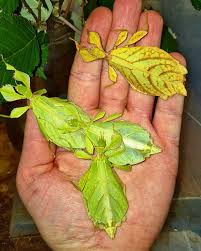 Image result for Nesaea linearis