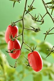 Image result for tomato Piccadilly