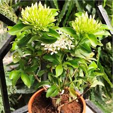 Image result for Ixora fastigiata