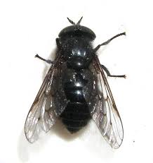 Maybe you would like to learn more about one of these? Black Deer Fly Hybomitra Procyon Bugguide Net