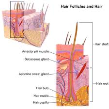 The bottle indicates that it contains both vitamin e and aloe vera to soothe and moisturize the skin, and is known as one of the fastest acting products on the market. Hair Removal Pure Skin Solutions Blog Aurora Il