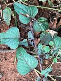 Image result for Celosia trigyna