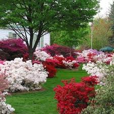Pin On Landscaping Plants