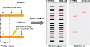 Dna fingerprinting is also used to establish paternity. Dna Fingerprinting Ck 12 Foundation