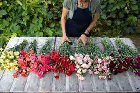 Wholesalers bring in product from numerous growers allowing the retailers to obtain all, or most all, their cut flowers from one location. Old Fashioned Carnations For Cutting Floret Flowers