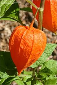 See more ideas about chinese lanterns plant, chinese lanterns, physalis. Plantfiles Pictures Alkekengi Species Chinese Lantern Strawberry Ground Cherry Winter Cherry Alkekengi Officinarum Var Franchetii By Kennedyh