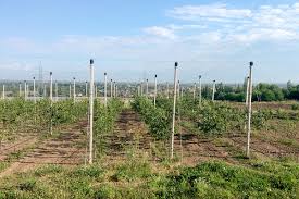 We did not find results for: High Density Culture Kashmir Life
