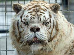 Hagberg b., aicordi j., dias k., ramos o. World S Ugliest White Tiger Bred Through Incest In Cruel Bid To Make Money Mirror Online