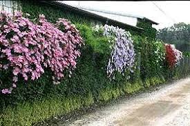 Clematis is a woody plant, usually climbing, with 3 main groups based on flowering time and pruning needs. Anwendung Von Kletterpflanzen Clematis Zrodlo Dobrych Pnaczy