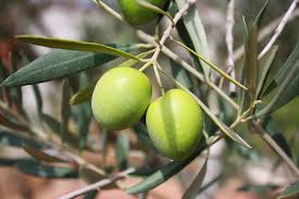 Risultati immagini per olio d'oliva