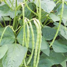 Image result for Vigna unguiculata