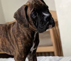 We offer akc and ckc puppies. Akc Euro Boxer Puppies German Bloodline New Port Richey Florida