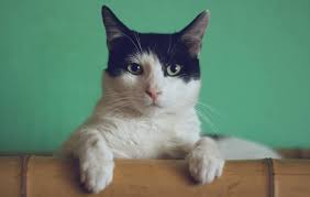 We can undoubtedly see the importance of this litter. Pretty Litter Review Detecting Cat Urinary Tract Problems