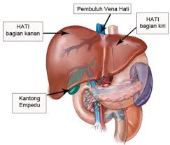 Maybe you would like to learn more about one of these? Sistem Eksresi Pada Manusia Berikut Gambar Dan Fungsinya