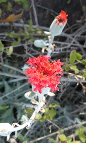 Image result for Kleinia fulgens
