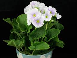 Flowers primrose, primula flowers in a pot isolated on white background. Primula Obconica Poison Primrose