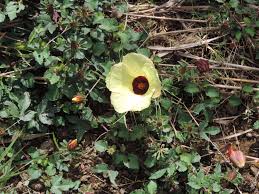 Image result for Hibiscus surattensis