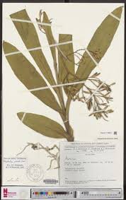 Image result for Polystachya odorata