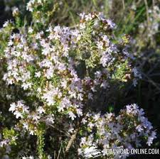 Una hierba aromática imprescindible para infinidad de preparaciones gastronómicas. Propiedades De Las Hierbas Aromaticas En La Cocina Botanical Online