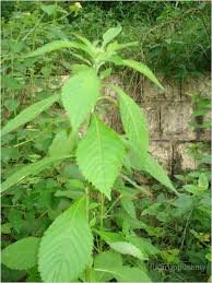 Image result for Vernonia anthelmintica