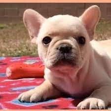 We have french bulldog puppies available. French Bulldog Puppies For Sale Near Me Frenchnear Twitter
