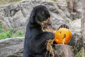 Hungry Halloween Bear Steals Pumpkin and No Gourd Is Safe | Time