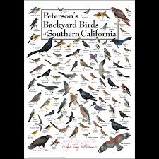 Here at the backyard bird centre you'll also find unique garden decor items such as high quality tuned corinthian wind chimes, functional bird houses, beautifully sculptured bird baths, dazzling stained glass, handcrafted. Peterson S Backyard Birds Of Southern California Poster Earth Sky Water