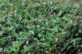 Image result for Canavalia africana