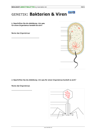 Benennen sie die phasen des zellzyklus! Genetik Bakterien Und Viren Unterrichtsmaterial Im Fach Biologie Biologie Genetik Biologie Unterrichten