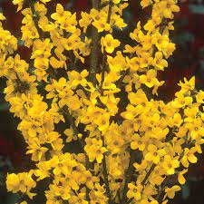 Gold tide forsythia is one of several popular varieties of forsythia x intermedia and is also known by the name forsythia x intermedia 'courtasol'. Forsythia Gold Tide At Wayside Gardens
