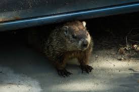 How do you get rid of groundhogs in your garden. How To Get Rid Of Groundhogs Humanely 5 Effective Ways Hausette
