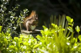 We did not find results for: Helping Red Squirrels In Your Garden The Wildlife Trusts