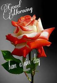 Pin By Knchaey On Good Morning Good Morning Roses Good Morning Thursday Good Morning Flowers
