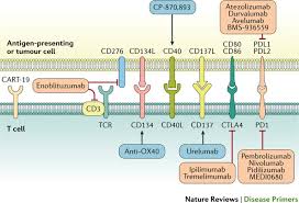 Bladder cancer is the fourth most common cancer in males, but it can also affect females. Bladder Cancer Nature Reviews Disease Primers