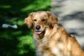 Are Golden Retrievers Hypoallergenic Canna Pet