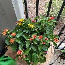 Image result for Lantana camara