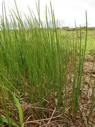 Image result for Eleocharis naumanniana