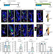 Visualize a cell's parts with this sturdy soft foam model. A Novel Mouse Model Demonstrates That Oncogenic Melanocyte Stem Cells Engender Melanoma Resembling Human Disease Nature Communications