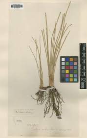 Image result for Eleocharis naumanniana