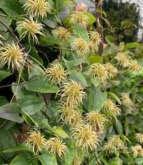 Image result for Clematis dolichopoda